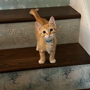 Meet your Posher, Riley